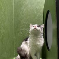 Photo of Henrietta