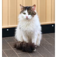 Photo of 13786   Mama Muffin