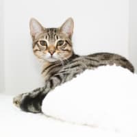 Photo of Pumpernickel