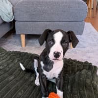 Photo of Lyra