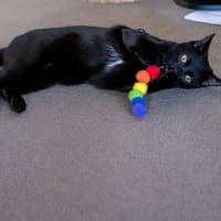 Photo of Olive
