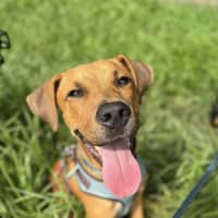 Photo of Chase