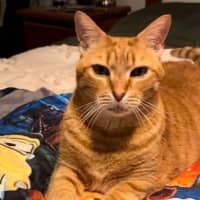 Photo of Cosmos/Garfield 