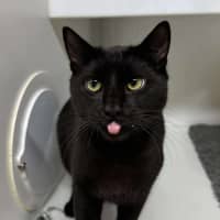 Photo of 🌱 Pusheen 6342 🌱