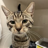 Photo of Mervin   Now At Pet Quarters Rutherford 