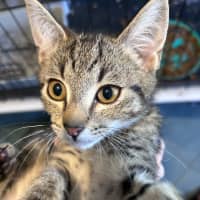 Photo of Spencer 🐱 