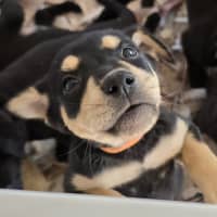 Photo of Gonzo The Great