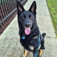 Photo of Rover
