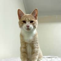 Photo of Creamy Alfredo