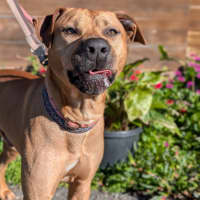 Photo of Butterscotch