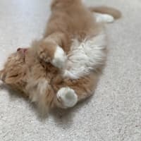 Photo of Garth (0030)