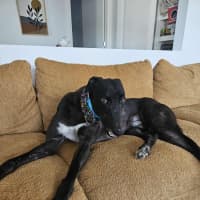 Photo of Basil The Greyhound