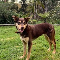 Medium Female Australian Kelpie Dog