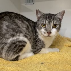 Male Domestic Short Hair Mix Cat