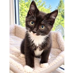 Male Domestic Short Hair (DSH) Cat