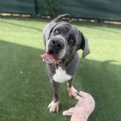 Large Female Neapolitan Mastiff Dog