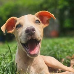 Medium Female Mixed breed Dog