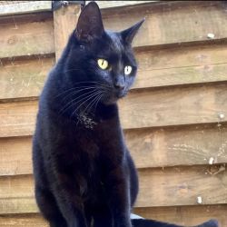 Female Domestic Short Hair Cat