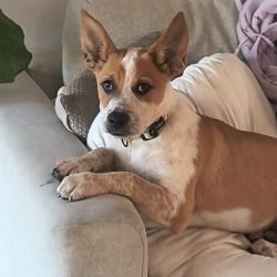 Medium Male Australian Cattle Dog Dog