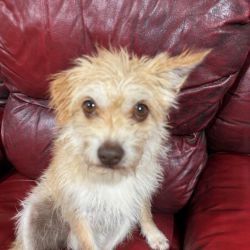 Small Male Australian Terrier Mix Dog