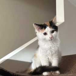 Female Domestic Short Hair (DSH) Mix Cat