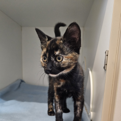 Female Dsh Mix Cat