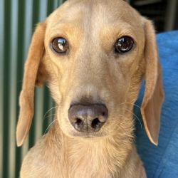 Small Female Dachshund Dog