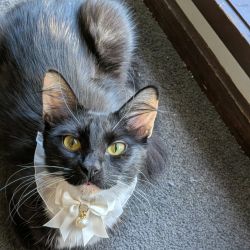 Female Domestic Short Hair (DSH) Mix Cat