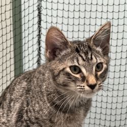 Male Domestic Short Hair Mix Cat