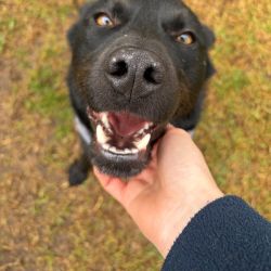 Medium Male Border Collie Mix Dog