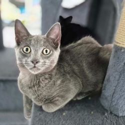 Male Domestic Medium Hair (DMH) Cat