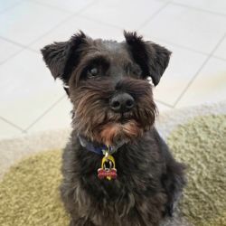 Small Male Schnauzer (Miniature) Dog