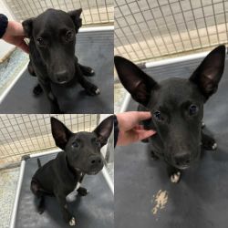 Medium Male Australian Kelpie Mix Dog