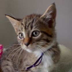 Female Domestic Short Hair (DSH) Cat