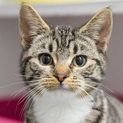 Female Domestic Short Hair Mix Cat