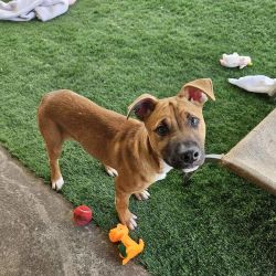Medium Male Dingo Mix Dog