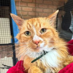 Male Domestic Long Hair (DLH) Cat