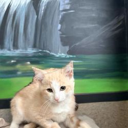 Male Domestic Short Hair (DSH) Cat
