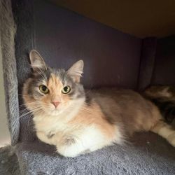Female Domestic Medium Hair (DMH) Cat