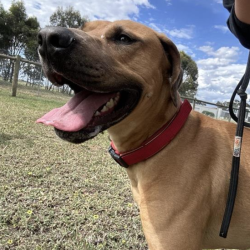 Large Male Rhodesian Ridgeback Mix Dog