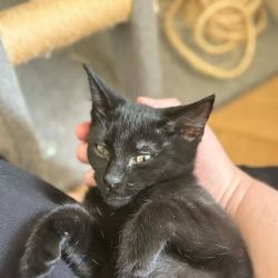 Female Domestic Short Hair (DSH) Mix Cat