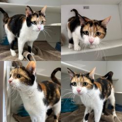 Female Domestic Short Hair (DSH) Cat