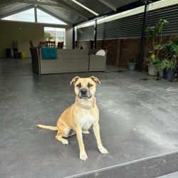 Medium Female Rhodesian Ridgeback Dog