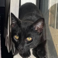 Male Domestic Short Hair (DSH) Mix Cat