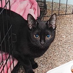 Male Domestic Short Hair (DSH) Mix Cat