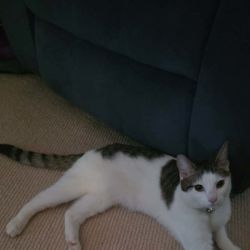 Female Domestic Short Hair (DSH) Cat