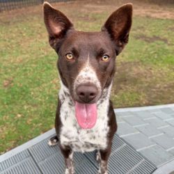 Medium Female Mixed breed Dog