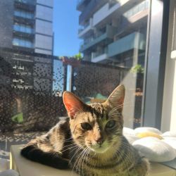 Male Domestic Short Hair (DSH) Mix Cat