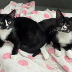 Female Domestic Short Hair (DSH) Cat