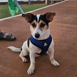 Medium Female Jack Russell Terrier x Mixed breed Mix Dog